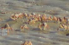 Миллионы крабов на пляже Краби